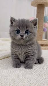 Cat Image